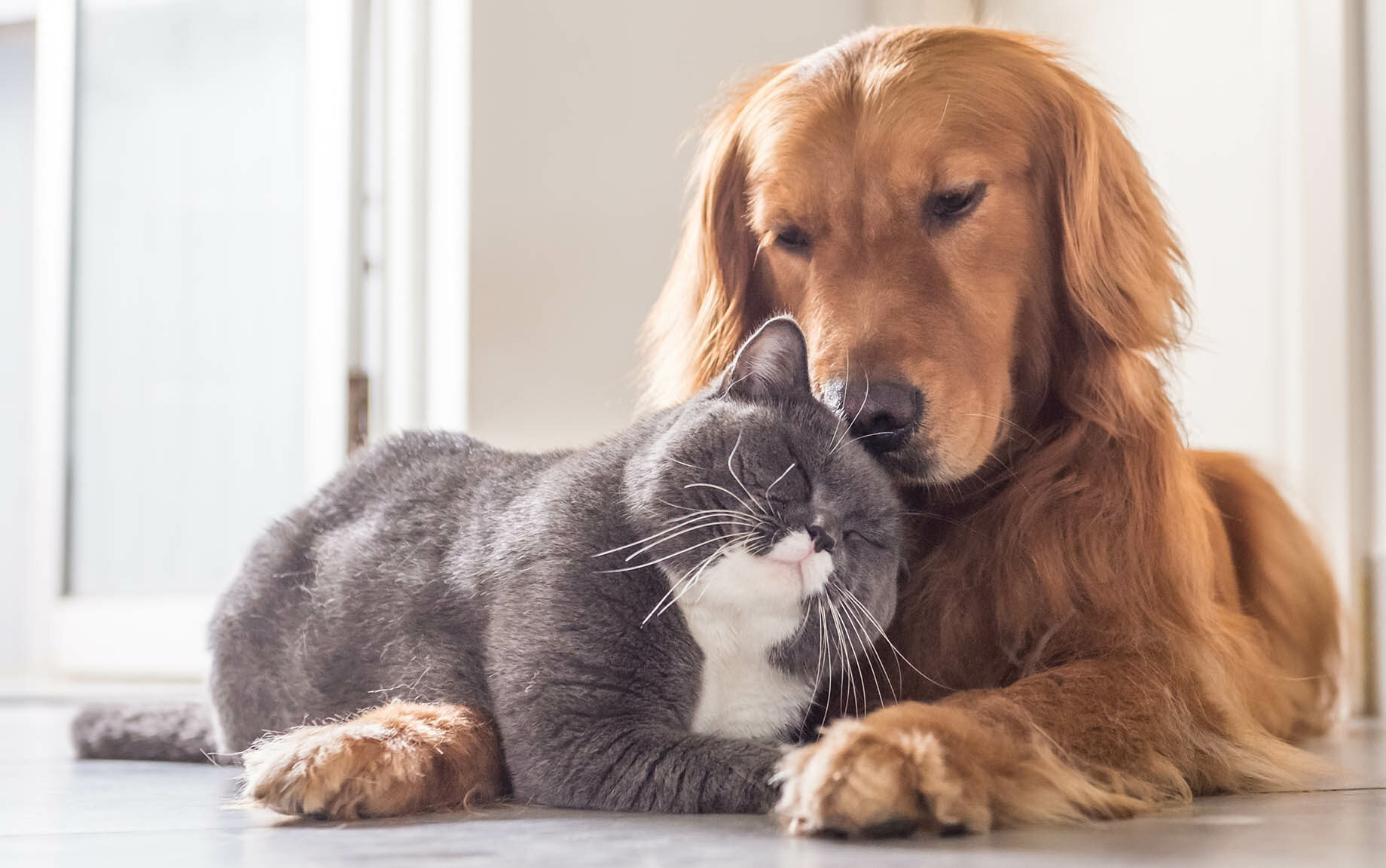 quote for pet insurance